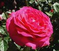 Роза Sexy Perfumella (Секси Перфюмелла) — фото 4