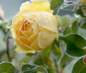 Роза Sunlight Romantica (Санлайт Романтика) — фото 4