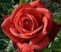 Роза Terracotta (Терракота) — фото 2
