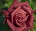 Роза Terracotta (Терракота) — фото 3