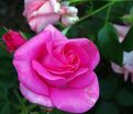Роза The McCartney Rose (Маккартни Роуз) — фото 2