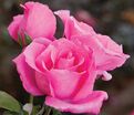 Роза The McCartney Rose (Маккартни Роуз) — фото 3