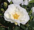 Роза Schneeflocke (Шнеефлоке) — фото 5