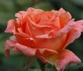Роза Amour de Molene (Амур де Молен) — фото 2