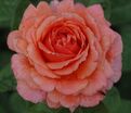 Роза Amour de Molene (Амур де Молен) — фото 3