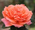 Роза Amour de Molene (Амур де Молен) — фото 4
