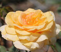 Роза Golden Silk (Голден Силк) — фото 2