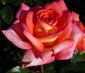 Роза Parfum de Grasse (Парфюм де Грас) — фото 3