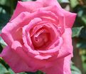 Роза Parfum Royal (Парфюм Роял) — фото 2