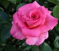 Роза Parfum Royal (Парфюм Роял) — фото 3
