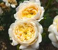 Роза Rosemantic Cream (Роуземантик Крим) — фото 2
