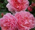 Роза Rosemantic Pink (Роуземантик Пинк) — фото 2