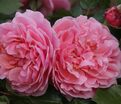 Роза Rosemantic Pink (Роуземантик Пинк) — фото 3