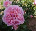 Роза Rosemantic Pink (Роуземантик Пинк) — фото 4