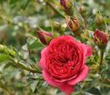 Роза Crimson Pixie (Кримсон Пикси) — фото 5