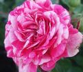 Роза Gaudy Pixie (Гауди Пикси) — фото 2
