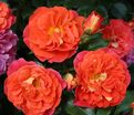 Роза Orange Vaza (Оранж Ваза) — фото 2
