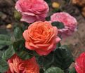 Роза Peach Vaza (Пич Ваза) — фото 3