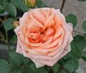Роза Caerphilly (Кэафиле) — фото 3