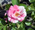 Роза Calypso (Калипсо) — фото 2