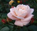 Роза Carcassonne (Каркассон) — фото 3