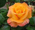 Роза Flora Danica (Флора Даника) — фото 2
