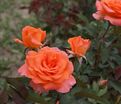 Роза Flora Danica (Флора Даника) — фото 3