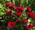 Роза Scarlet Hit (Скарлет Хит) — фото 5