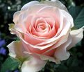 Роза Majestic (Маджестик) — фото 3