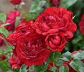Роза Capricia Renaissance (Капричиа Ренессанс) — фото 2