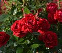 Роза Capricia Renaissance (Капричиа Ренессанс) — фото 4