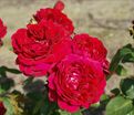 Роза Capricia Renaissance (Капричиа Ренессанс) — фото 5