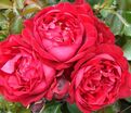 Роза Capricia Renaissance (Капричиа Ренессанс) — фото 7