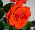 Роза Odelia Renaissance (Оделия Ренессанс) — фото 2