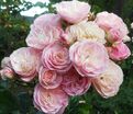 Роза Antique Rose (Антик Роуз) — фото 2