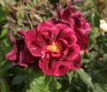 Роза Burgundy Rambler (Бургунди Рамблер) — фото 2