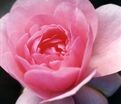 Роза Dainty Pink (Дэнти Пинк) — фото 2