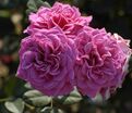 Роза Rajah's Rose (Раджас Роуз) — фото 2