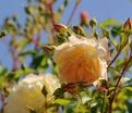 Роза Scarman's Golden Rambler (Скарманc Голден Рамблер) — фото 3