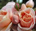 Роза Stefanie's Rose (Стефани'с Роуз) — фото 2
