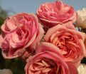 Роза Stefanie's Rose (Стефани'с Роуз) — фото 3