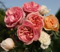 Роза Stefanie's Rose (Стефани'с Роуз) — фото 5
