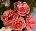 Роза Stefanie's Rose (Стефани'с Роуз) — фото 6