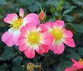 Роза Bienenweide Bicolor (Биненвайде Биколор) — фото 2