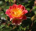 Роза Bienenweide Fruity (Биненвайде Фрути) — фото 3