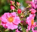 Роза Bienenweide Rosa (Биненвайде Роса) — фото 2