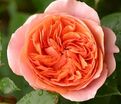 Роза Chippendale (Чиппендейл) — фото 2