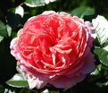 Роза Chippendale (Чиппендейл) — фото 4