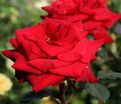 Роза Helmut Kohl Rose (Гельмут Коль Розе) — фото 3
