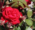 Роза Helmut Kohl Rose (Гельмут Коль Розе) — фото 4